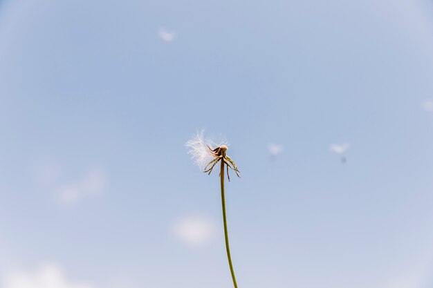Наддутый одуванчик с семенами, летящими с ветром