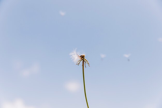 Overblown dandelion with seeds flying away with the wind