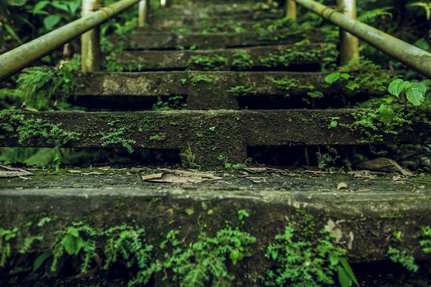 Заросшая зеленая лестница в лесу