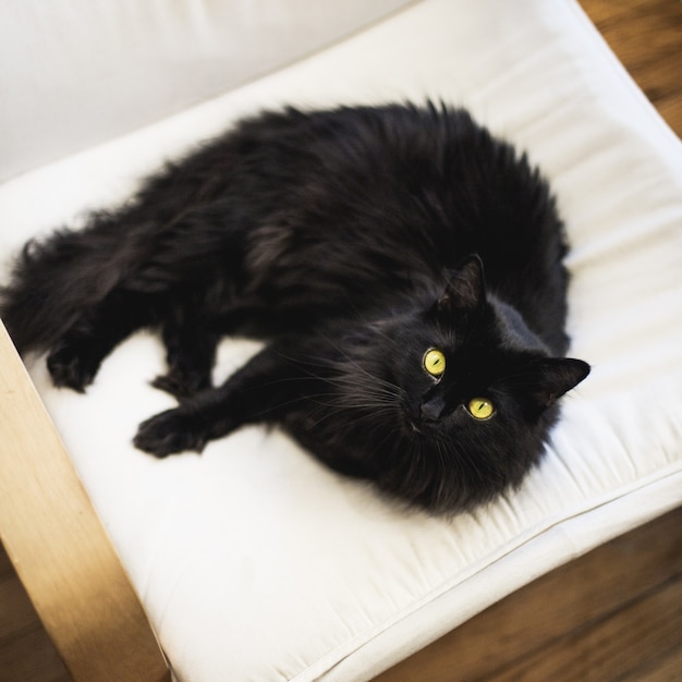 Overhead closeup shot of a black domestic furry cat on a pillow