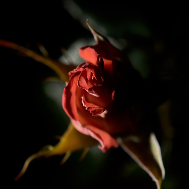 Overhead Closeup Shot Of A Red Garden Rose With A Blurred Wall