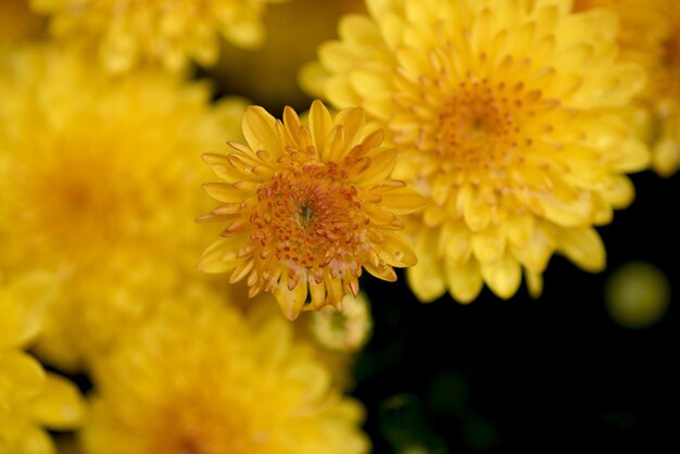 Overhead closeup shot of a yellow flower with a blurred natural