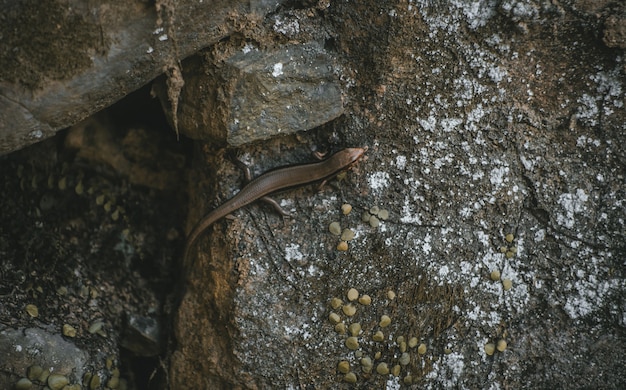 Scatto dall'alto di una lucertola marrone che cammina sulla pietra