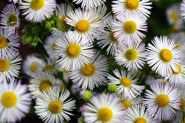 Overhead shot of chamomiles with blurred background