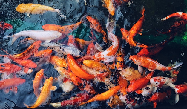 Overhead shot of colorful koi fish gathered all together in the water