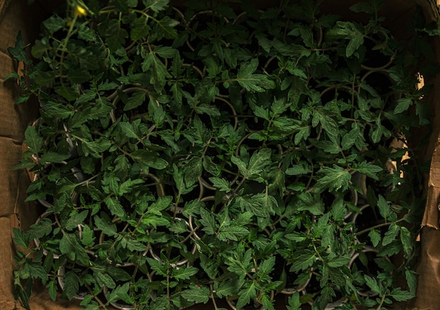 Overhead shot of common sage plants on small pots grouped in a box