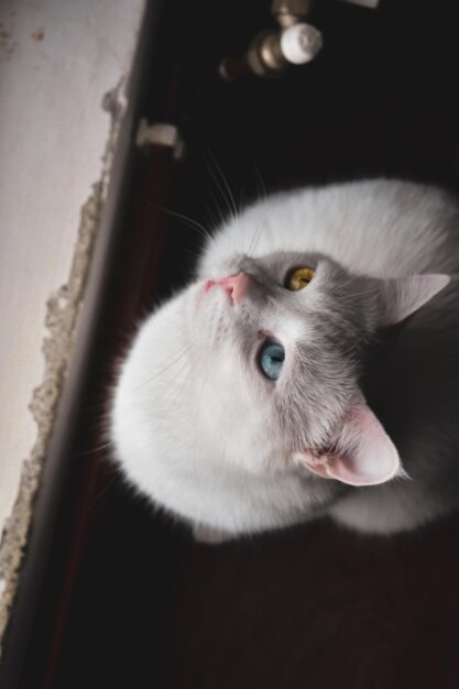 Overhead shot of a gray cat with the eyes of different colors