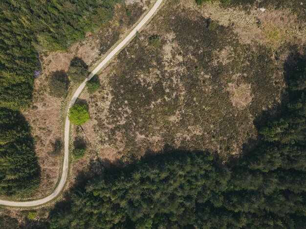 Верхний снимок узкой дороги в лесу в Puddletown Forest в Дорсете, Великобритания