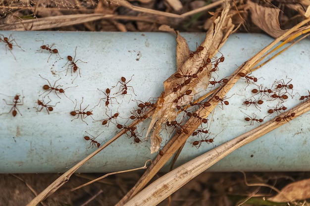 Overhead shot of red ants on the steel blue pipe taken next to Doi Tao Lake, Thailand, Asia
