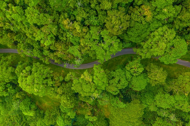 Overhead shot of a road in the forest surrounded by tall trees captured during the daytime