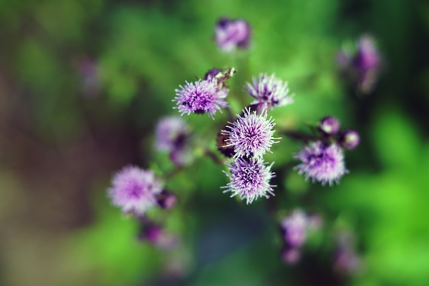 Overhead shot of a spear thistle