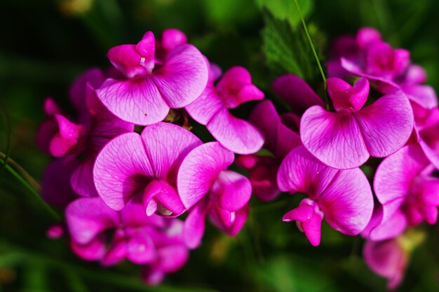 Overhead shot of sweet pea leaves under the sunlight