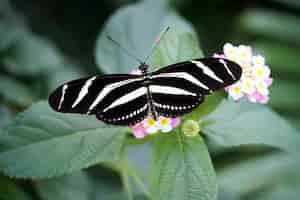 Free photo overhead shot of a zebra longwing butterfly with open wings on a light pink flower