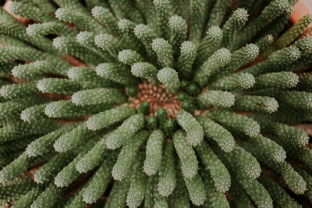 Overhead top view of a beautiful cactus succulent plant