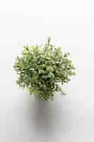 Free photo overhead vertical shot of a green plant on a white surface