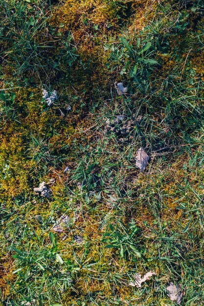 Overhead vertical shot of greenery in Maksimir park in Zagreb Croatia during springtime