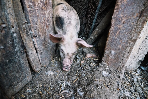 An overhead vie of pig coming out from the pig pen