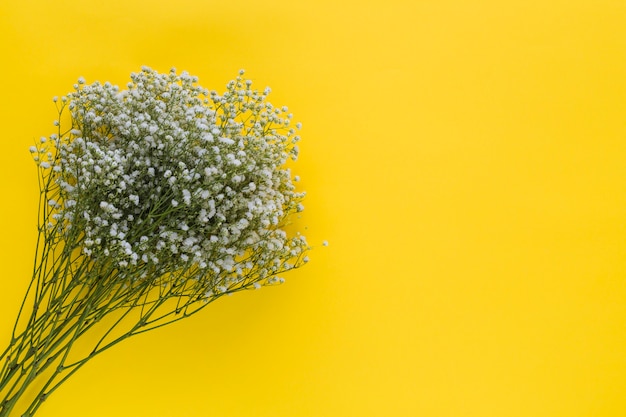 An overhead view of baby's-breath flowers on yellow background