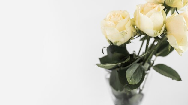 An overhead view of beautiful roses in the vase on white background