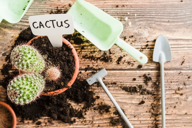 An overhead view of cactus plant in the pot with mini gardening tools on wooden desk