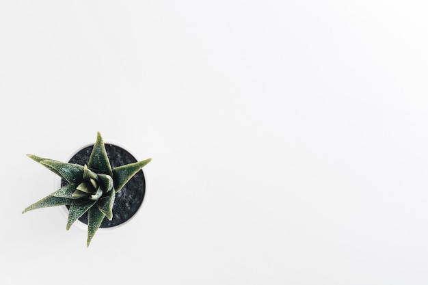 An overhead view of cactus pot plant on white background