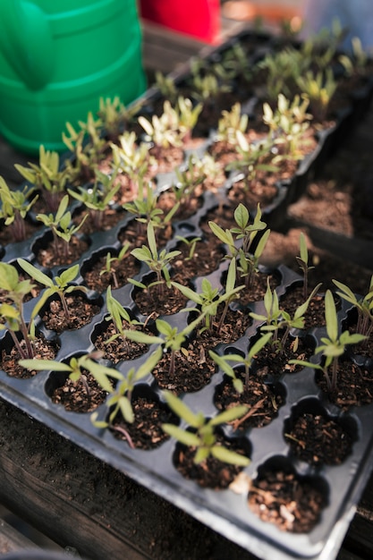 An overhead view of crate with seedling