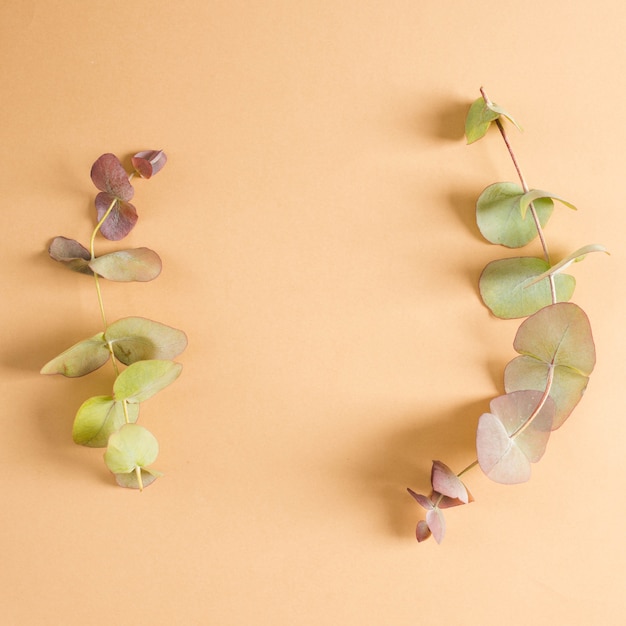 Free photo overhead view of eucalyptus twig over peach background