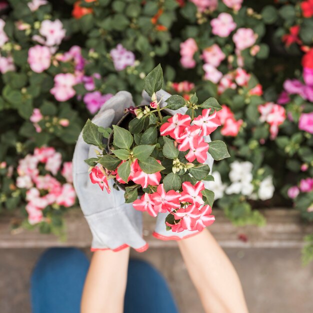 여성 정원사의 손을 잡고 빨간 꽃 식물의 오버 헤드보기