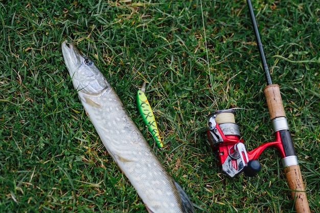 Overhead view of fish, lure and fishing rod on green grass