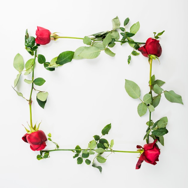 Overhead view of frame with roses on white backdrop