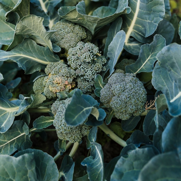 Foto gratuita una vista aerea di broccoli verdi freschi