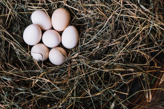 Верхний вид свежего куриного яйца из гнезда