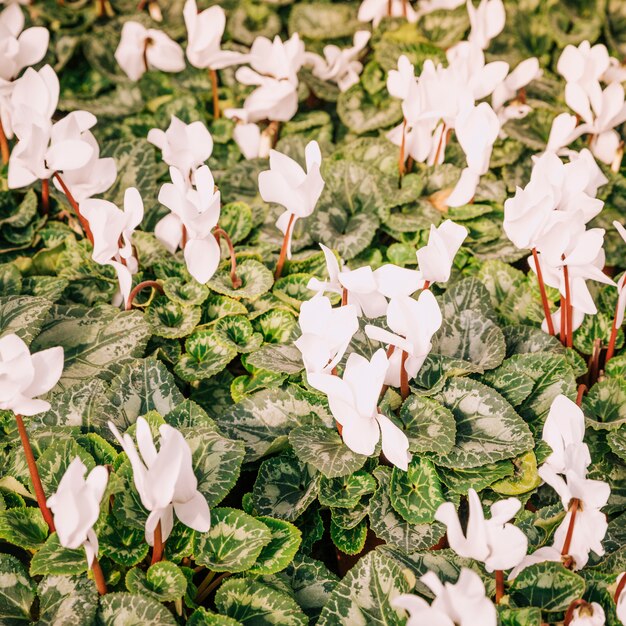 An overhead view of fresh white flowers with green leaves