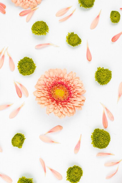 An overhead view of gerbera flower with green chrysanthemum flowers on white backdrop