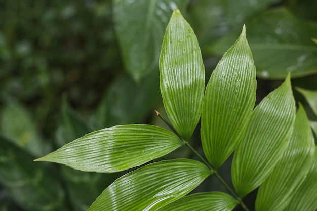 An overhead view of green fresh leaves