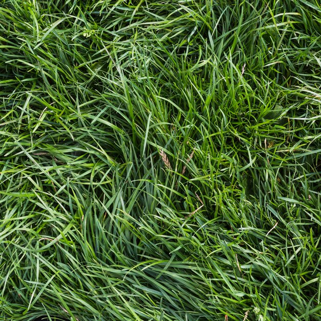 An overhead view of green grass