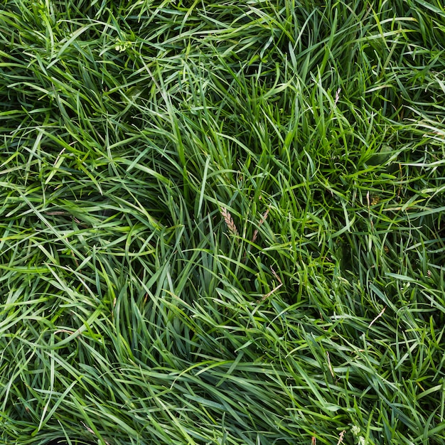 緑色の草のオーバーヘッドビュー