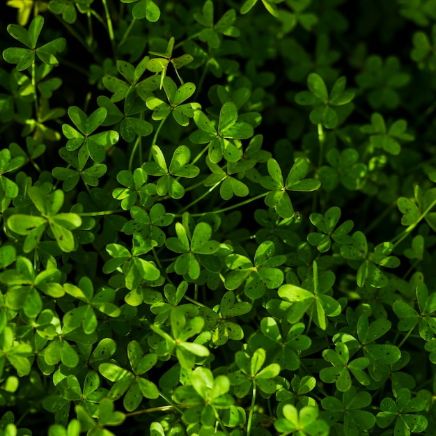 Overhead view of green leaves plants