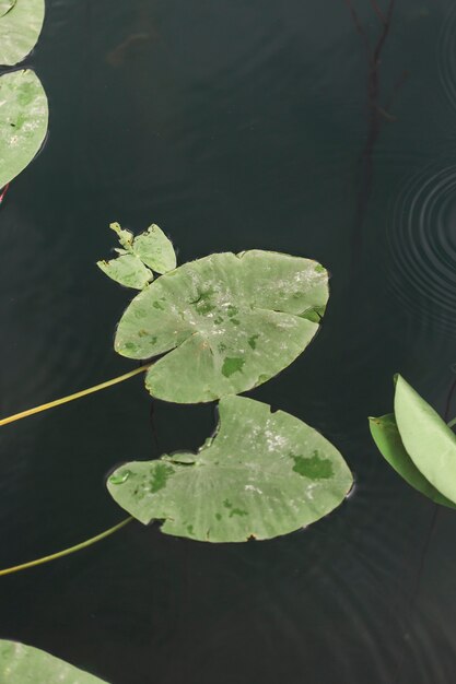 Верхний вид зеленых лилий, плавающих на воде