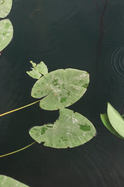 An overhead view of green lily pads floating on water