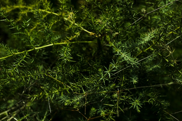 Вид сверху зеленого растения