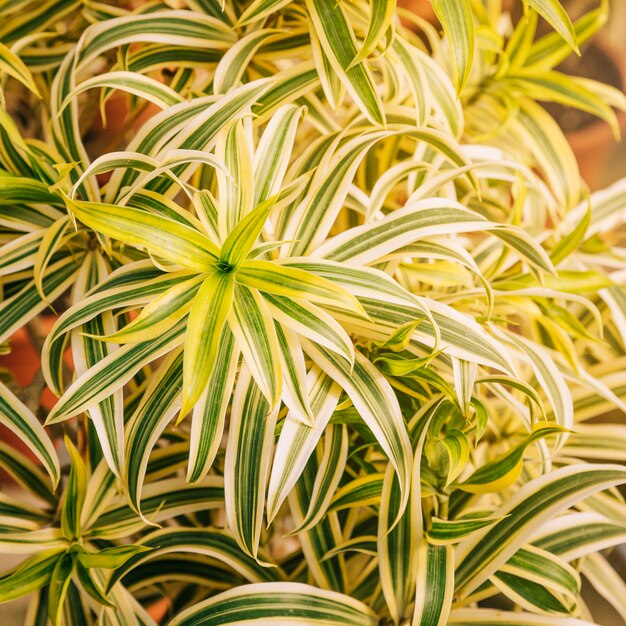 An overhead view of green and white leaves of houseplant