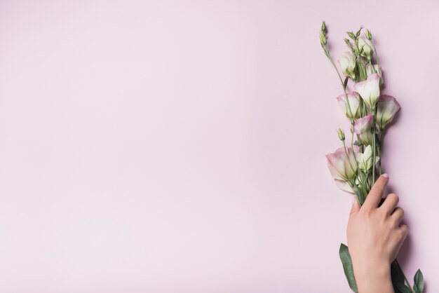 ピンクの背景にeustoma花の束を保持して手のオーバーヘッドビュー