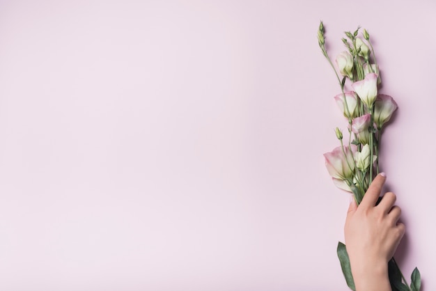 An overhead view of hand holding bunch of eustoma flowers on pink backdrop