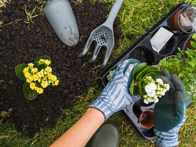 Overhead view of hand holding small fresh potted plant