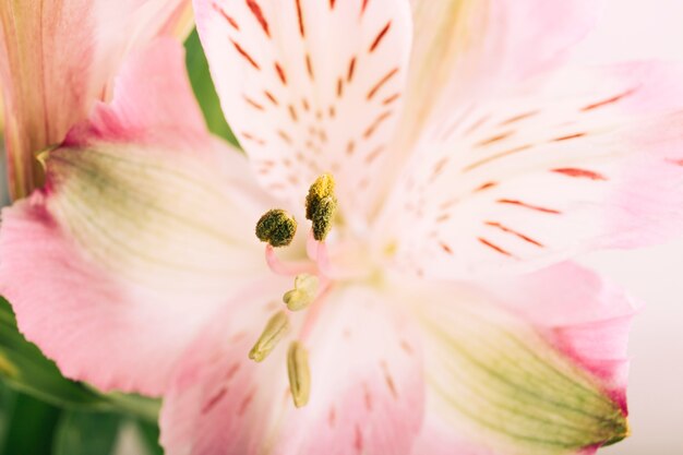 백합 꽃의 오버 헤드보기