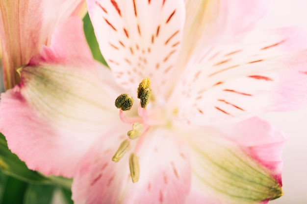 Overhead view of a lily flower