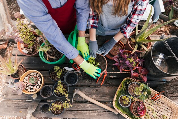 An overhead view of male and female gardener planting the plants in the pot on wooden table