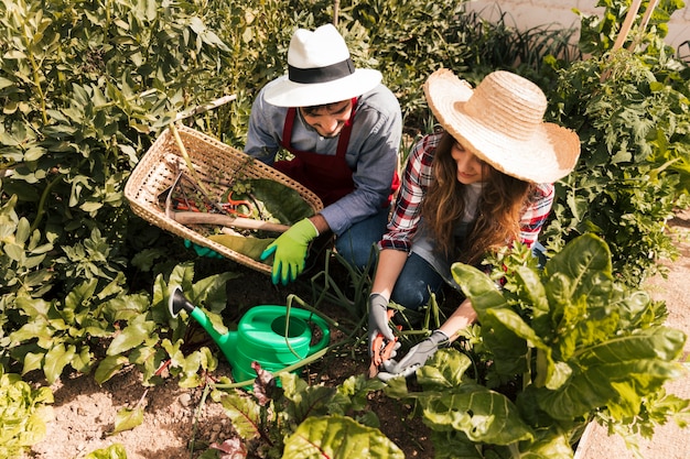 An overhead view of male and female gardener working in the vegetable garden