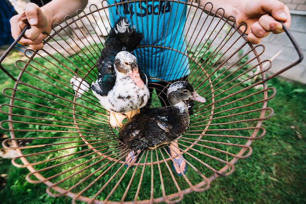 An overhead view of a man holding ducks in the metallic cage